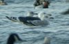 Caspian Gull at Paglesham Lagoon (Steve Arlow) (33425 bytes)